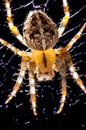 cross spider
