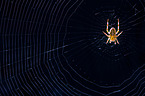 cross spider