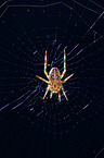 cross spider