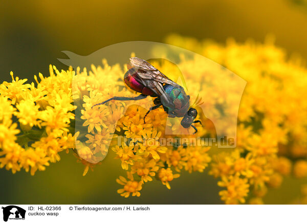 Goldwespe / cuckoo wasp / HL-02366