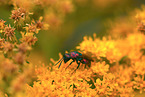 cuckoo wasp