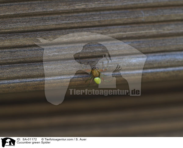 Cucumber green Spider / SA-01172