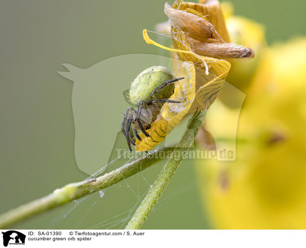 Krbisspinne / cucumber green orb spider / SA-01390
