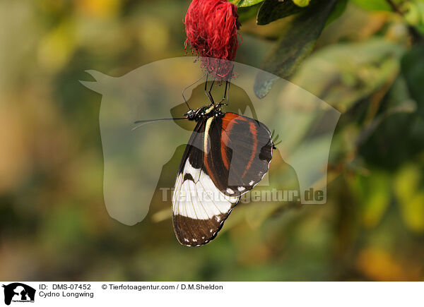 Blauer Passionsblumenfalter / Cydno Longwing / DMS-07452