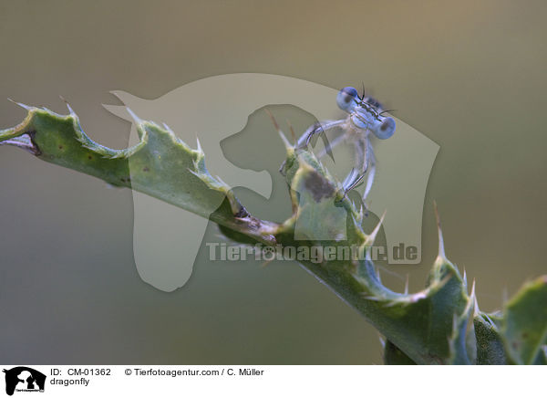 Kleinlibelle / dragonfly / CM-01362