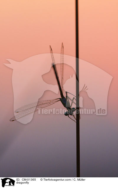 Kleinlibelle / dragonfly / CM-01365