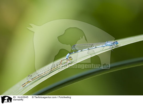 damselfly / HJ-02945