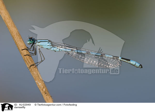 damselfly / HJ-02949