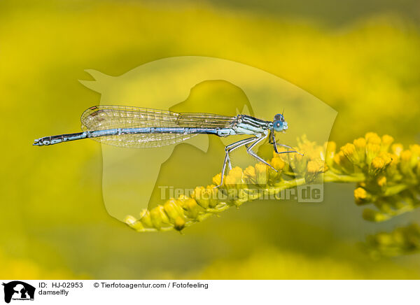 damselfly / HJ-02953