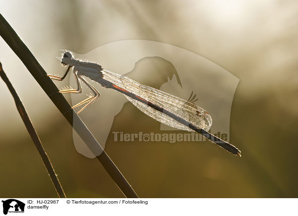 damselfly / HJ-02967