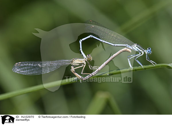 damselflys / HJ-02970