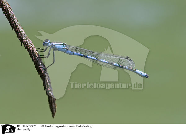 damselfly / HJ-02971