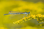 damselfly