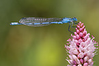 damselfly