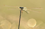 emerald damselfly