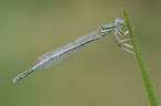 white-legged damselfly