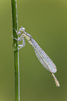 white-legged damselfly