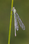 white-legged damselfly