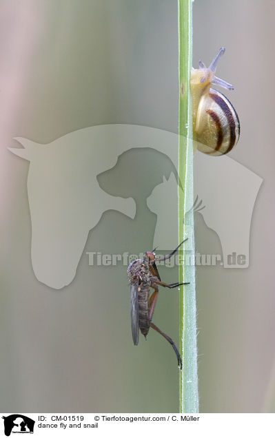 dance fly and snail / CM-01519