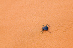 Namib desert beetle