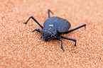 Namib desert beetle