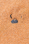 Namib desert beetle