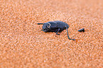 Namib desert beetle