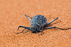 Namib desert beetle