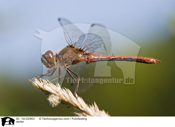 Heidelibelle / darter / HJ-02963