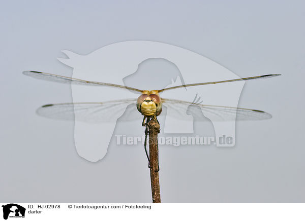 Heidelibelle / darter / HJ-02978