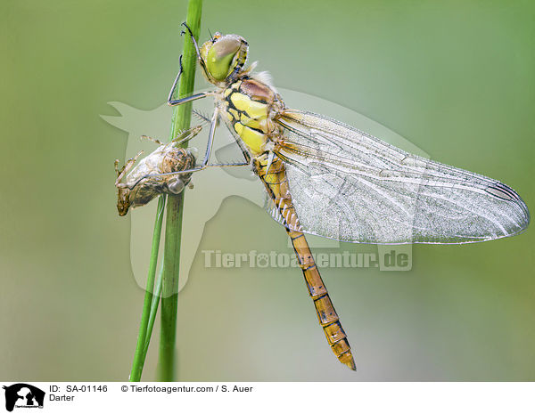 Heidelibelle / Darter / SA-01146