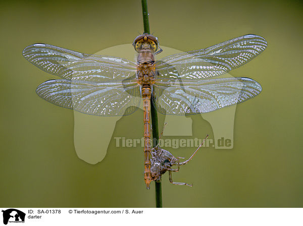 Heidelibelle / darter / SA-01378