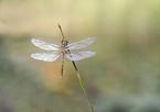Darter