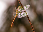 Darter