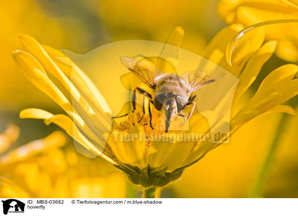 hoverfly / MBS-03682
