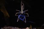 net-casting spider Deinopis longipes