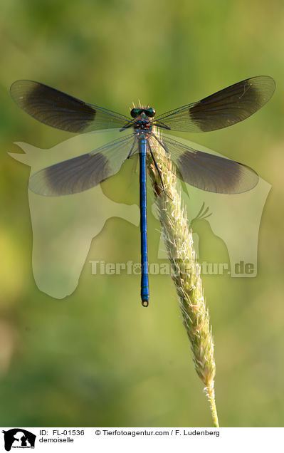 Prachtlibelle / demoiselle / FL-01536