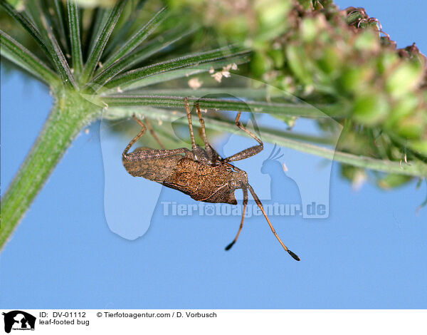 Lederwanze / leaf-footed bug / DV-01112