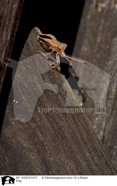 bug / AVD-01417
