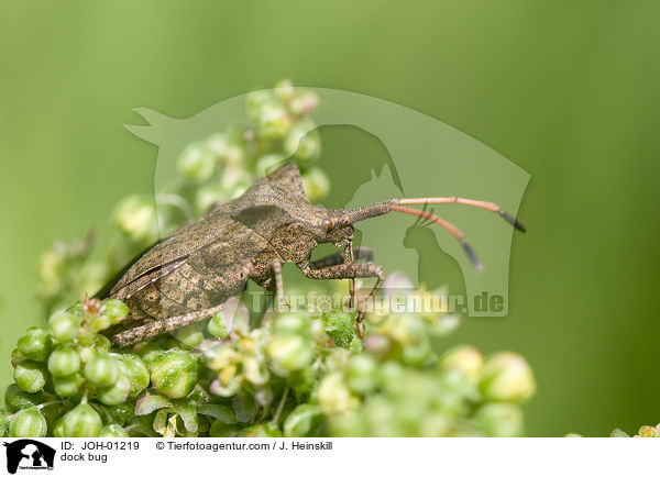 dock bug / JOH-01219
