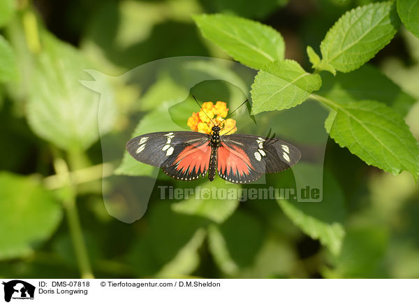 Doris Longwing / DMS-07818