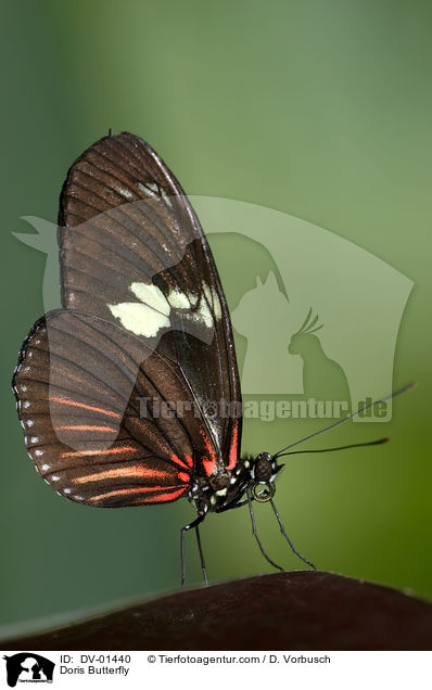 Doris Falter / Doris Butterfly / DV-01440