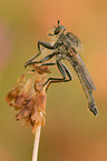 Downland Robberfly