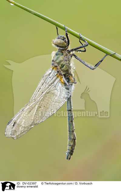 Gemeine Smaragdlibelle / downy emerald / DV-02397
