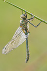 downy emerald