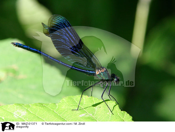 dragonfly / MAZ-01371