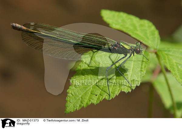 dragonfly / MAZ-01373
