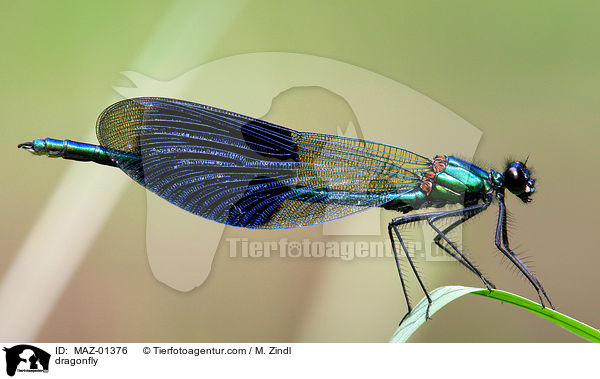 dragonfly / MAZ-01376
