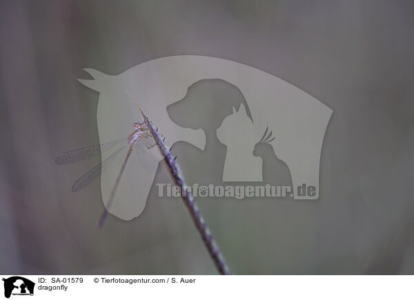 Libelle / dragonfly / SA-01579
