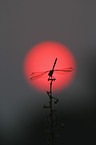 african dragonfly